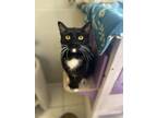 Adopt Applebee a All Black Domestic Shorthair / Domestic Shorthair / Mixed cat