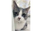 Adopt Charlie a Gray or Blue (Mostly) Domestic Shorthair (short coat) cat in