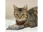 Adopt Simone a Brown Tabby Domestic Shorthair (short coat) cat in Kerrville