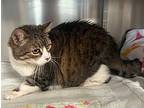 Deli, Domestic Shorthair For Adoption In Stanhope, New Jersey