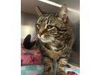 Alli, Domestic Shorthair For Adoption In Stanhope, New Jersey