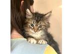 Rex - 8 Weeks Old Very Social, Domestic Shorthair For Adoption In Seattle
