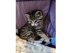 Susie, Domestic Shorthair For Adoption In Manorville, New York