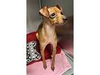 Nuggets, Miniature Pinscher For Adoption In Stanhope, New Jersey