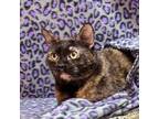 Adopt Julie a Tortoiseshell Calico (short coat) cat in Kerrville, TX (37532186)