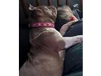 Landi, American Pit Bull Terrier For Adoption In Germantown, Ohio