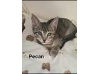 Pecan, Domestic Shorthair For Adoption In Fort Pierce, Florida