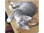 Violet, Domestic Shorthair For Adoption In Fort Pierce, Florida