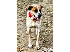 Adopt Pepper a White - with Brown or Chocolate Australian Cattle Dog / Catahoula