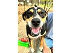 Adopt Rosemary a Black - with White Australian Cattle Dog / Catahoula Leopard