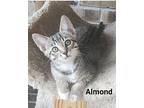 Almond, Domestic Shorthair For Adoption In Fort Pierce, Florida
