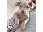 Gloria, American Pit Bull Terrier For Adoption In Newport, North Carolina