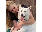 Adopt Adorable Spooky a White Eskimo Dog / Husky / Mixed dog in Georgetown