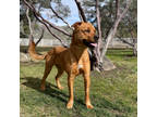 Adopt Osa a Red/Golden/Orange/Chestnut Hound (Unknown Type) / Mixed dog in