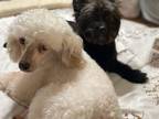 Adopt Natsu (bonded with Aki) a White Poodle (Miniature) / Mixed dog in