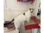 Snowball, Domestic Shorthair For Adoption In St. James, Minnesota
