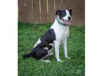 Jack Sprtt, Terrier (unknown Type, Medium) For Adoption In Bristol, Tennessee
