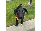 Ronnie, Labrador Retriever For Adoption In Lynnwood, Washington