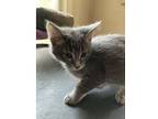 Bambi, Domestic Shorthair For Adoption In Kalamazoo, Michigan