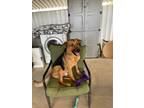 Adopt Howie a Tan/Yellow/Fawn - with Black German Shepherd Dog / Mixed dog in