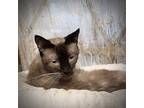 Adopt Jojo a Brown or Chocolate Siamese (short coat) cat in San Antonio