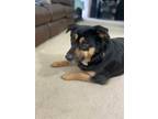 Adopt Barkley a Black - with Tan, Yellow or Fawn German Shepherd Dog / Mixed dog