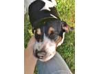 Adopt Moose a Tricolor (Tan/Brown & Black & White) Hound (Unknown Type) /