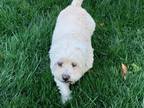 Adopt Princessa a White Poodle (Miniature) / Maltipoo / Mixed dog in Glendale