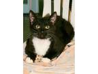 Adopt Klondike a Black & White or Tuxedo Domestic Shorthair (short coat) cat in