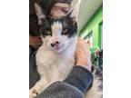 Adopt Panda a Black & White or Tuxedo Domestic Shorthair (short coat) cat in