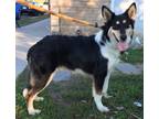 Adopt Berry a Black - with Tan, Yellow or Fawn Border Collie / Australian