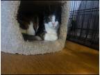 Adopt Amber a Domestic Shorthair / Mixed (short coat) cat in Freeport