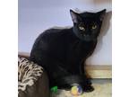 Adopt Turvy a All Black Domestic Shorthair (short coat) cat in Englewood