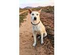 Adopt Sky a White - with Tan, Yellow or Fawn Husky / Mixed Breed (Medium) /