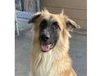 Adopt Ralfie a Tan/Yellow/Fawn - with Black Anatolian Shepherd / Mixed dog in