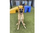 Adopt Sasha a Tan/Yellow/Fawn - with Black Belgian Malinois / Mixed dog in