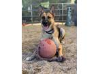 Adopt Lexi a Black - with Tan, Yellow or Fawn German Shepherd Dog / Mixed dog in