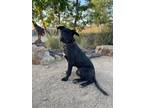 Adopt MIckey a Black German Shepherd Dog / Labrador Retriever / Mixed dog in