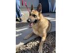 Adopt Tesha a Tan/Yellow/Fawn - with Black German Shepherd Dog / Mixed dog in