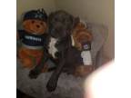 Cane Corso Puppy for sale in Fort Worth, TX, USA