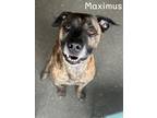 Adopt Maximus a Brindle Shepherd (Unknown Type) / Mixed dog in Valparaiso