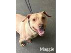 Adopt Maggie a Tan/Yellow/Fawn American Pit Bull Terrier / Mixed Breed (Medium)