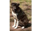 Adopt Gunner a Brown/Chocolate - with White Mixed Breed (Large) / Mixed dog in