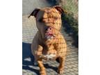 Adopt Jasper a Brown/Chocolate American Pit Bull Terrier / Mixed Breed (Medium)