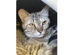 Adopt Cranberry a Brown Tabby Domestic Shorthair / Mixed Breed (Medium) / Mixed