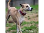 Adopt Asha a Tan/Yellow/Fawn Mixed Breed (Medium) / Mixed dog in Swanzey
