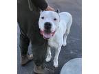 Adopt Bruno a White Dogo Argentino / Mixed dog in Portland, OR (37205208)
