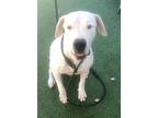 Adopt Lola a White Dogo Argentino / Mixed dog in Portland, OR (37205204)