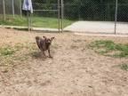 Adopt Prada a Brindle Mixed Breed (Medium) / Mixed dog in Centerville