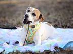 Adopt Bangles a Hound (Unknown Type) dog in Fairfax Station, VA (28139182)